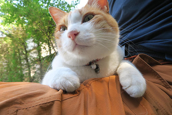 甘えん坊の膝乗り猫も登場 旅猫ロマン 第59話は旅チャンネルで5 23放送 Tv Life Web