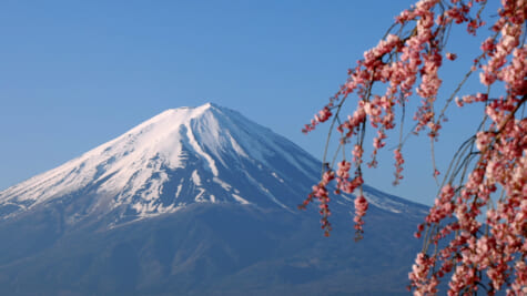 雪化粧を装う富士山と桜