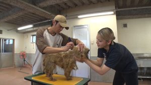 『嗚呼!!みんなの動物園』